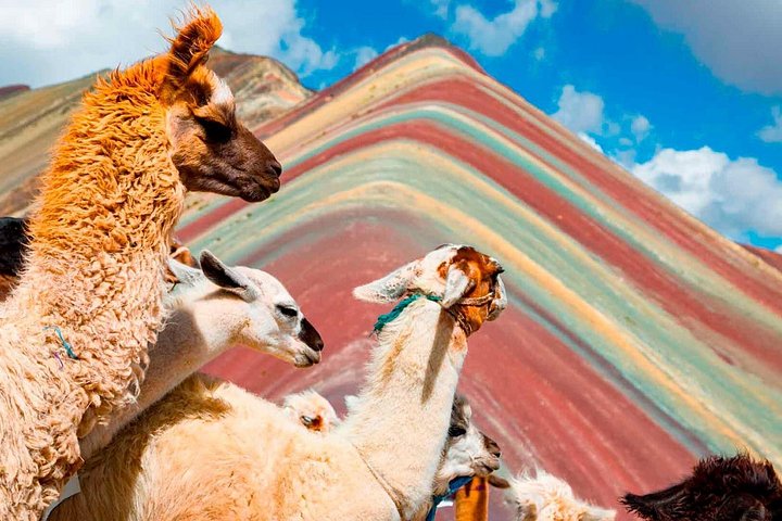 Llamas grazing below Rainbow Mountain